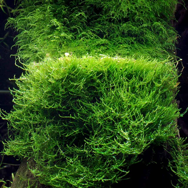 Taxiphyllum barbieri "Javamoos"
