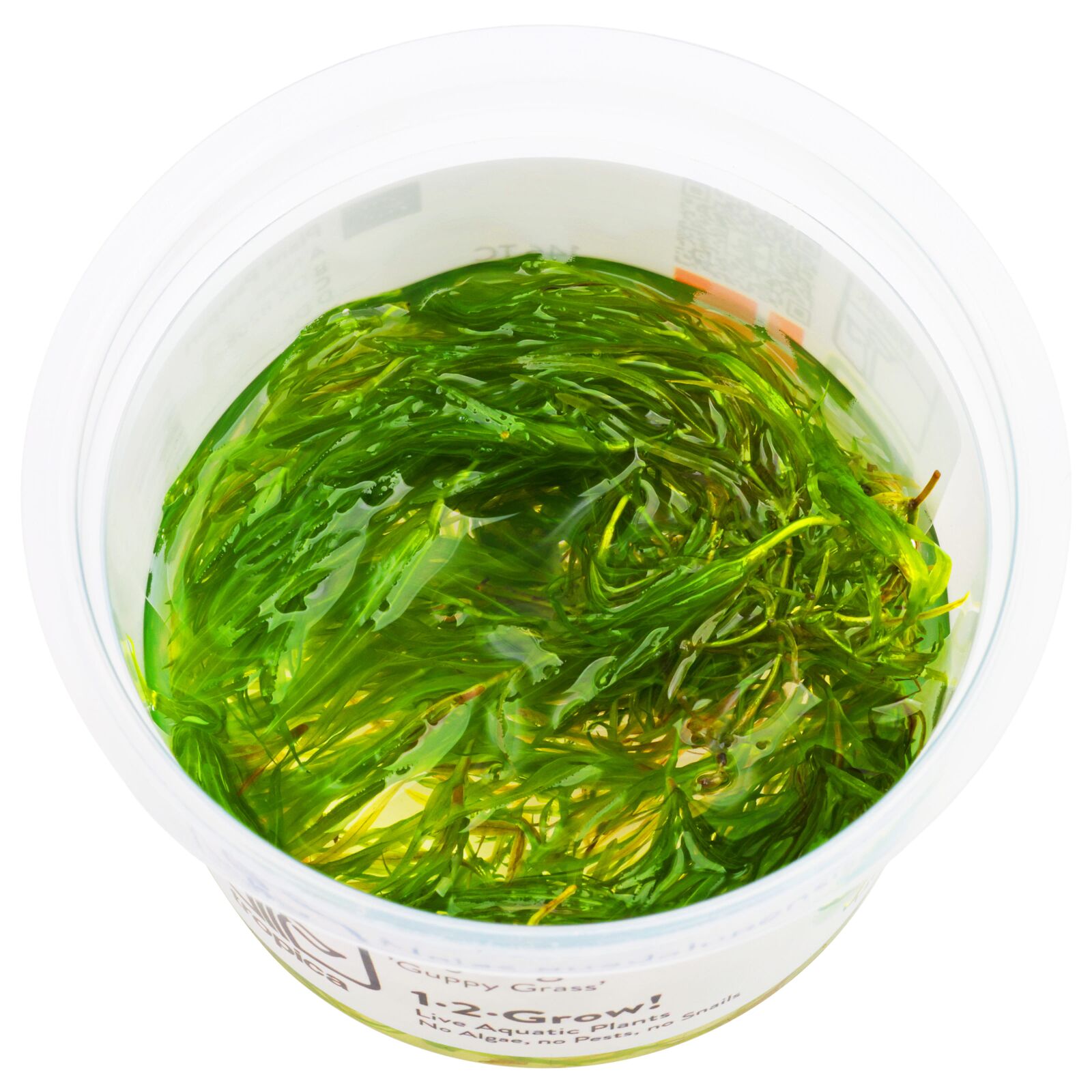 Najas guadalupensis 'Guppy Grass'