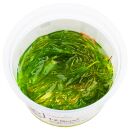 Najas guadalupensis Guppy Grass - 1-2-GROW!