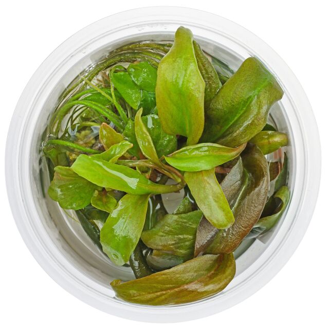 Lysimachia parvifolia
