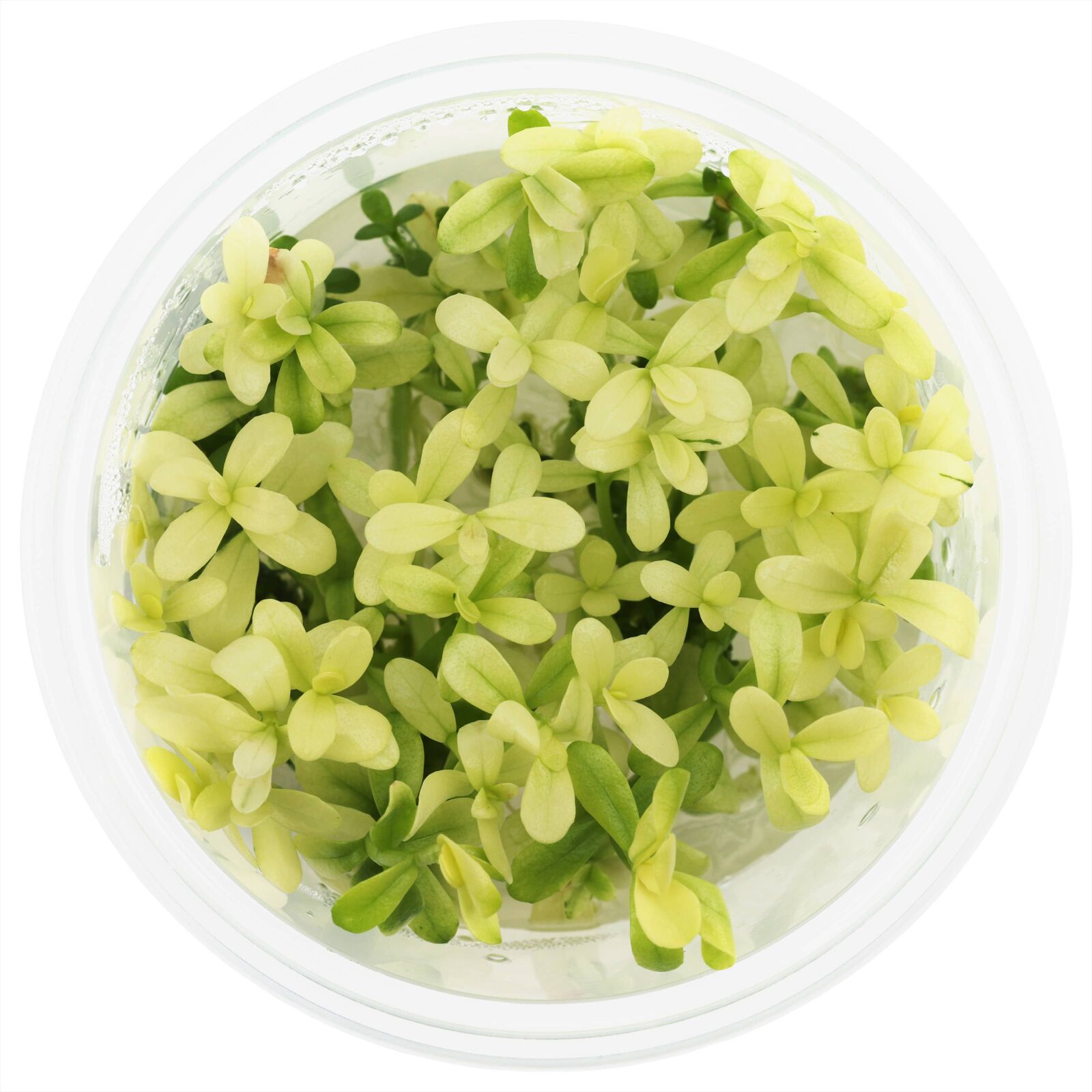 Bacopa monnieri 'Compact White'