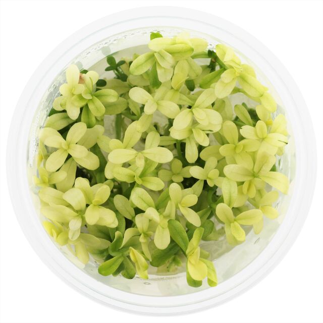 Bacopa monnieri 'Compact White'