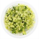 Bacopa monnieri Compact White