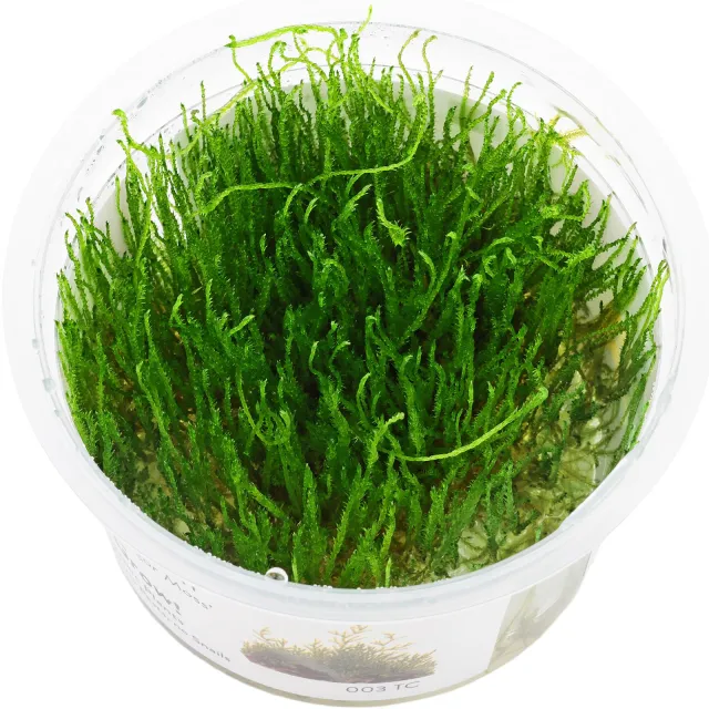 Taxiphyllum barbieri "Java moss" - 1-2-GROW!