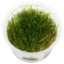 Taxiphyllum barbieri "Java moss" - 1-2-GROW!