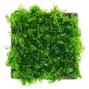 Fissidens fontanus "Grande" - Pad - 5 x 5 cm