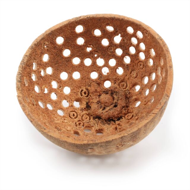 Bengalische Quitte - gelocht