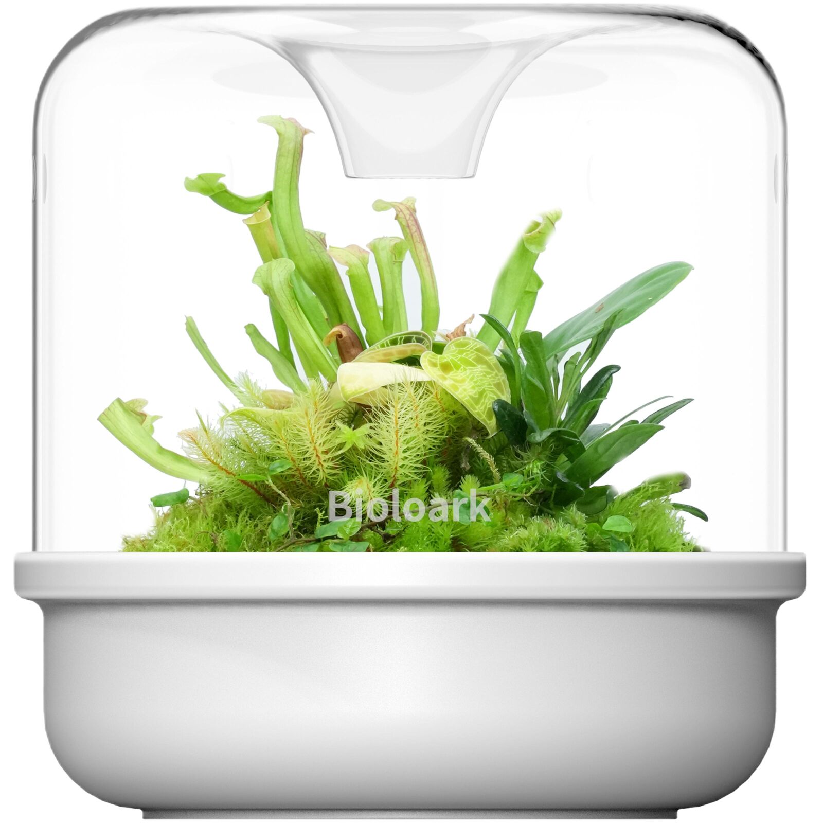 Bioloark - Luji Cup - MY 150 K