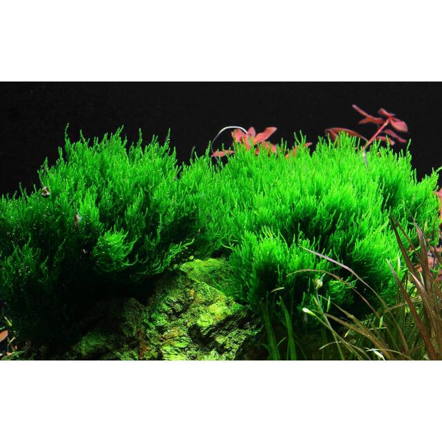 Taxiphyllum sp. &quot;Flame Moss&quot;