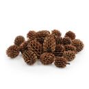 Casuarina Cones - 25 g