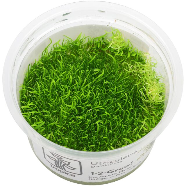 Utricularia graminifolia