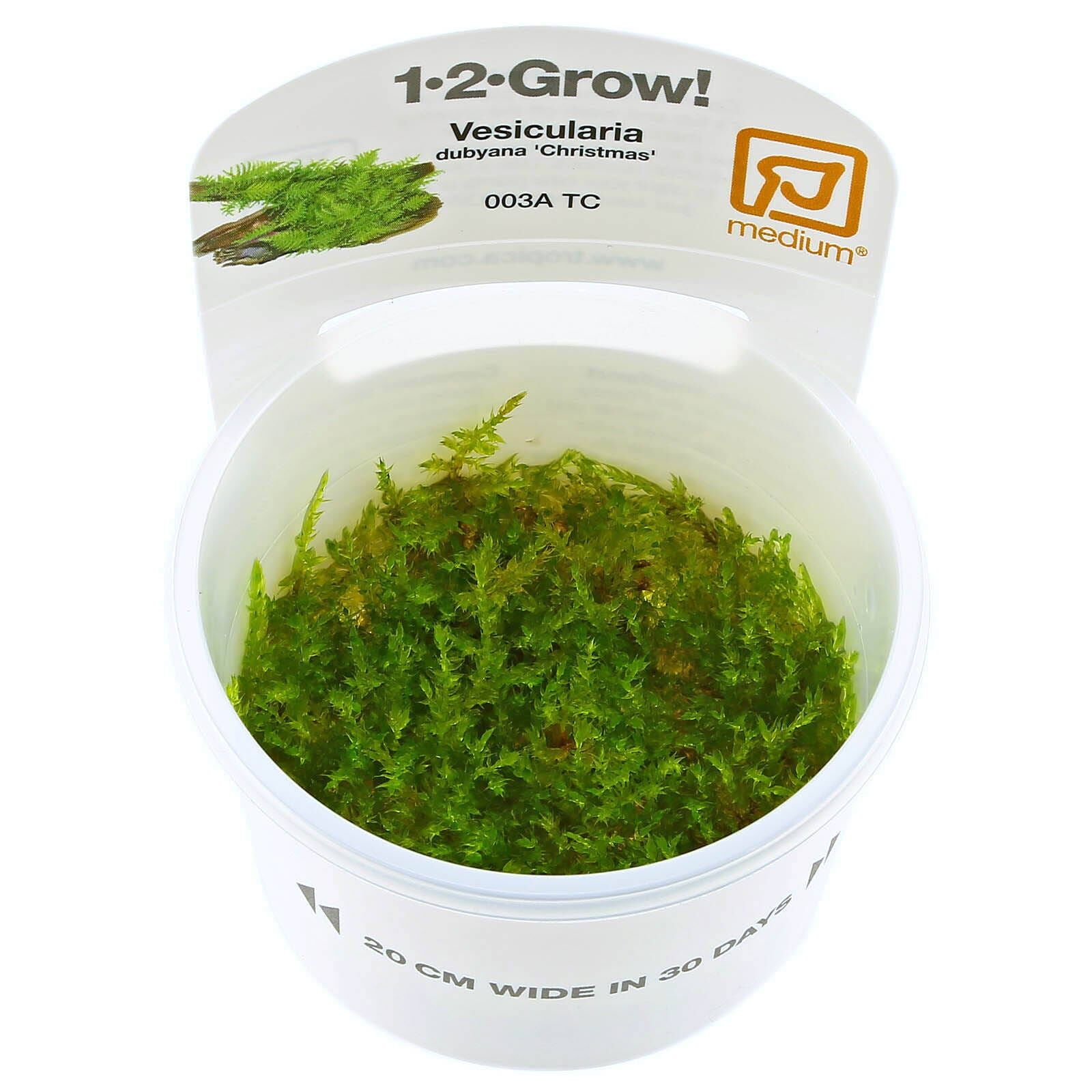 Vesicularia "Christmas Moss"
