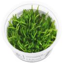 Vesicularia ferriei Weeping Moss - 1-2-GROW!