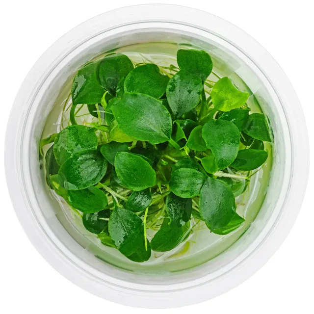 Schismatoglottis prietoi - 1-2-GROW!