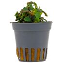 Bucephalandra sp. "Mini Red" - Topf