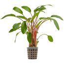 Cryptocoryne sp. "Wallisii" - Topf