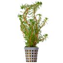 Myriophyllum rubricaule - Topf