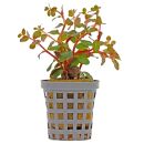 Rotala rotundifolia "Hong Kong" - Topf