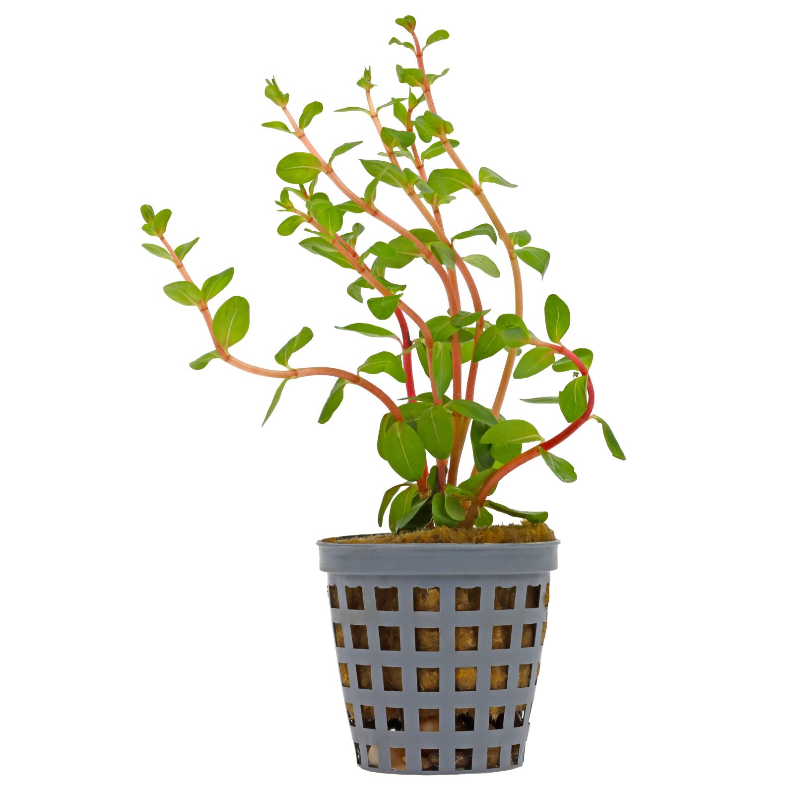 Rotala rotundifolia "Myanmar"