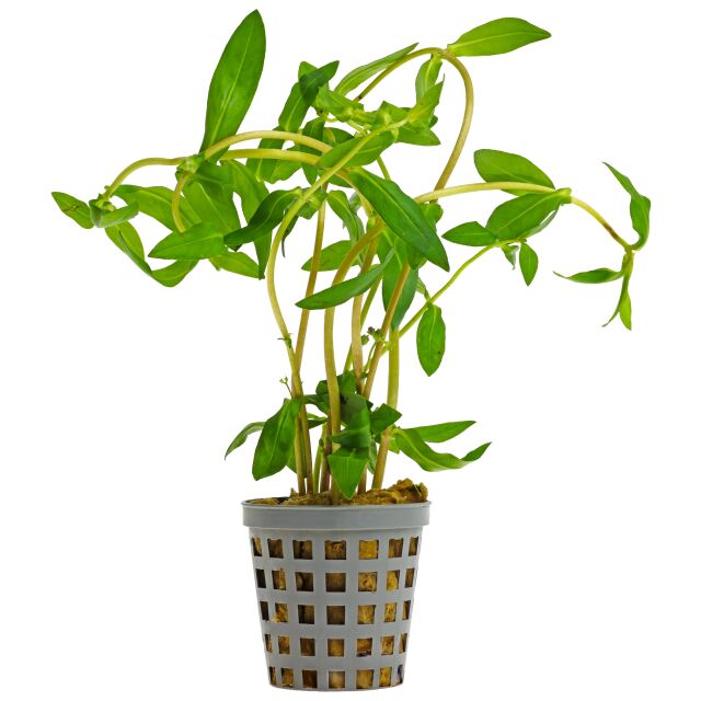 Ammannia capitellata