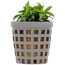 Anubias barteri var. glabra Small Leaf - Topf