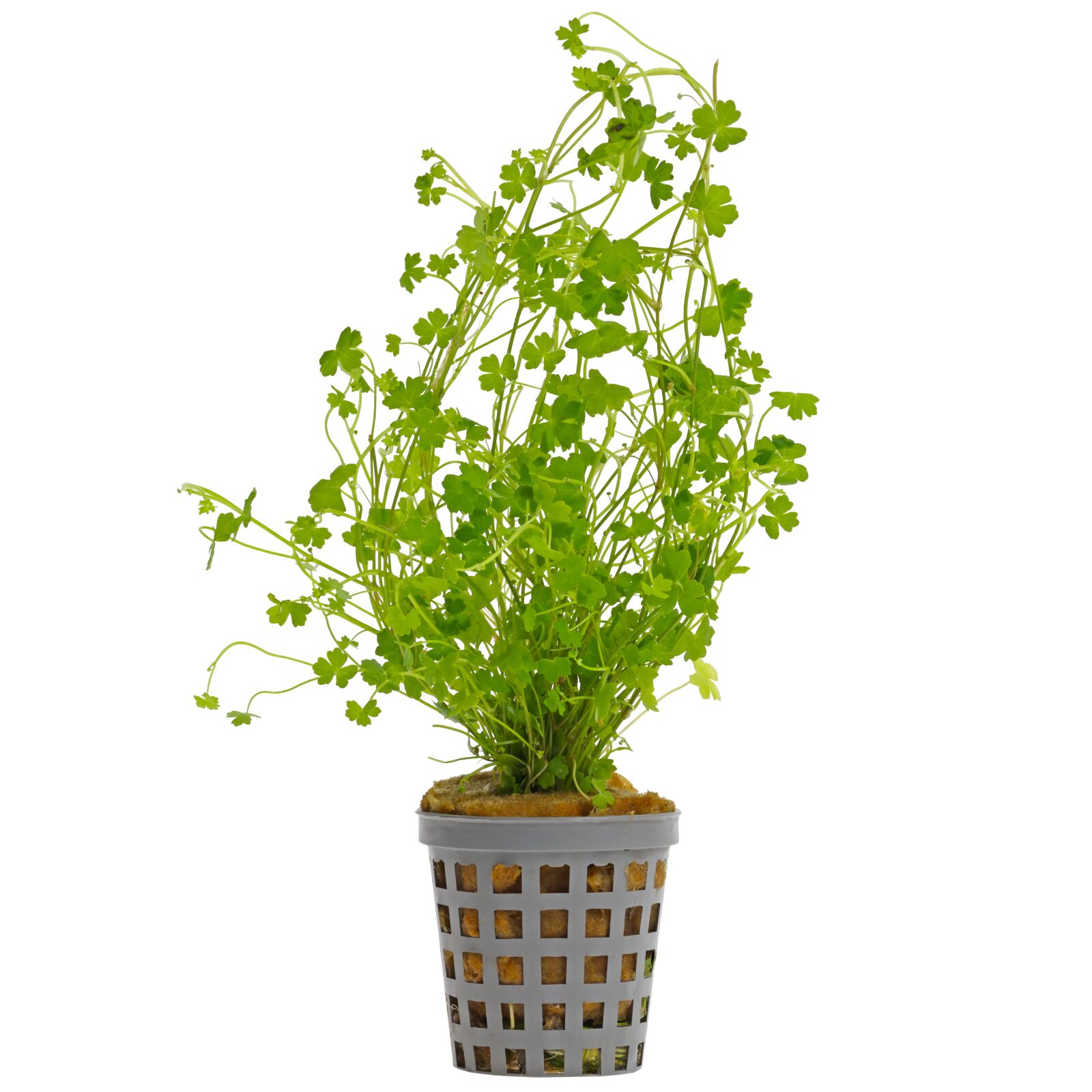Hydrocotyle tripartita "Mini"