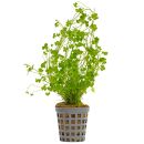 Hydrocotyle tripartita "Mini" - Topf