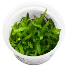 Microsorum pteropus Narrow - 1-2-GROW!