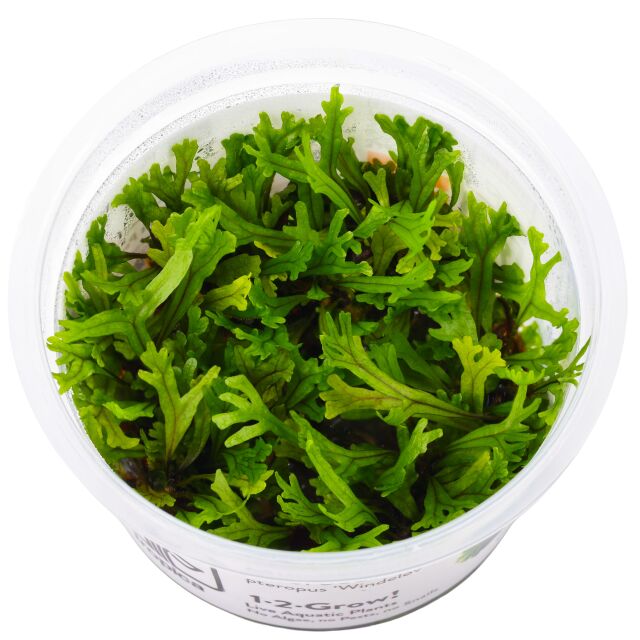 Microsorum pteropus 'Windel&oslash;v'