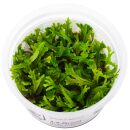 Microsorum pteropus Windeløv - 1-2-GROW!