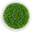 Glossostigma elatinoides Compact
