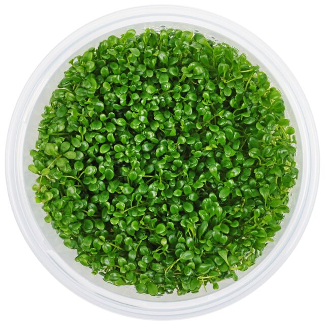 Glossostigma elatinoides 'Compact'
