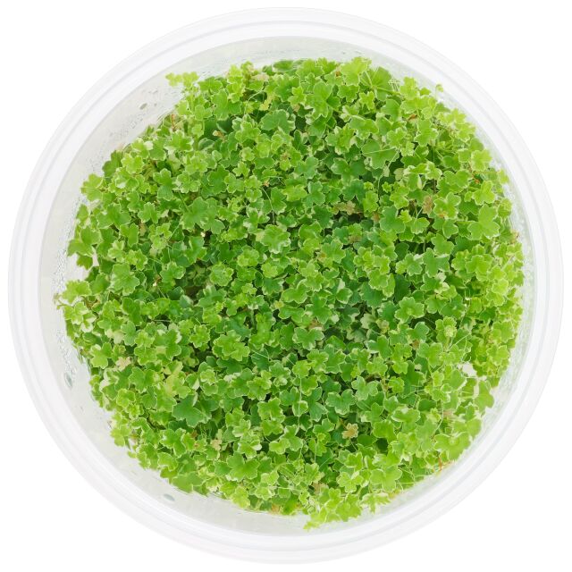 Hydrocotyle tripartita "Mini Variegated"