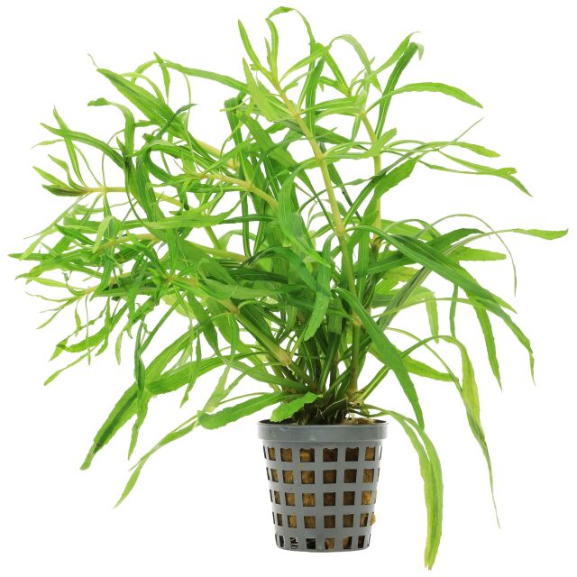 Pogostemon sampsonii