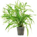 Pogostemon sampsonii - Topf