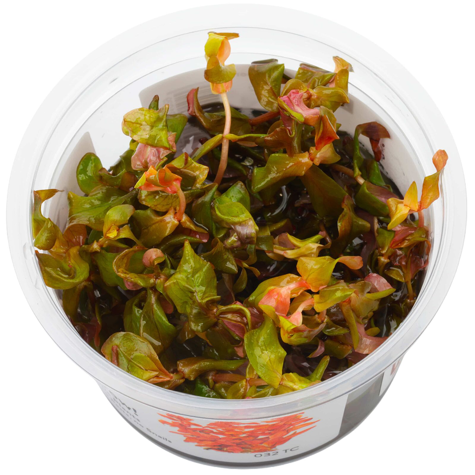 Rotala macrandra