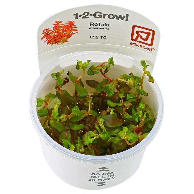 Rotala macrandra - 1-2-GROW!