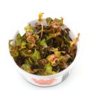 Rotala macrandra - 1-2-GROW!