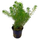 Rotala wallichii - Topf