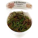 Hygrophila lancea "Araguaia" - 1-2-GROW!