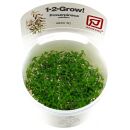 Proserpinaca palustris Cuba - 1-2-GROW!