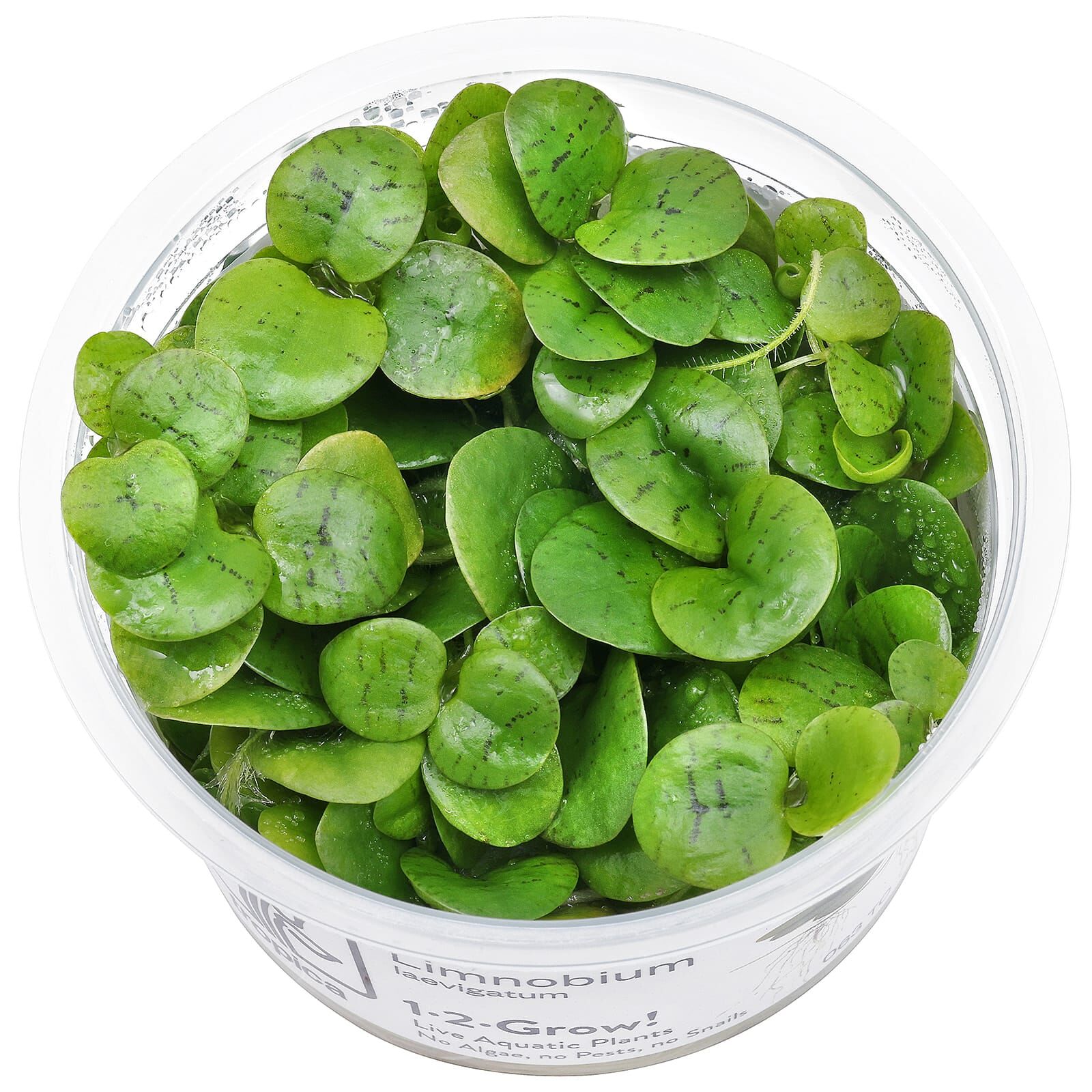 limnobium-laevigatum-1-2-grow.jpg