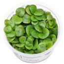 Limnobium laevigatum - 1-2-GROW!