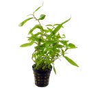 Persicaria sp. Kawagoeanum - Topf