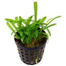 Sagittaria subulata - Topf