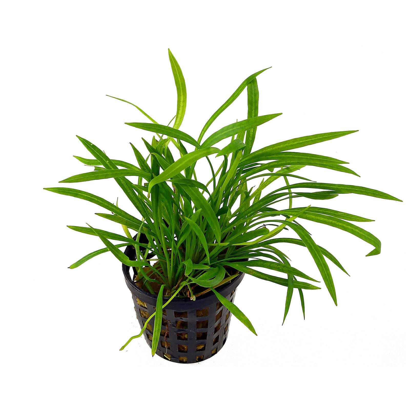 Helanthium tenellum ("Red")