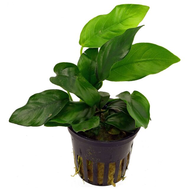 Anubias barteri var. nana - Topf