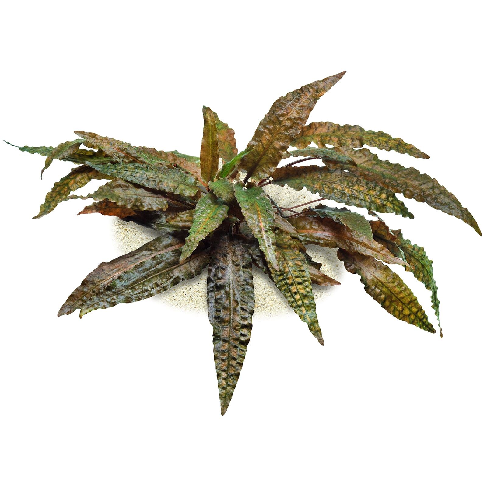 Cryptocoryne wendtii 'Tropica'