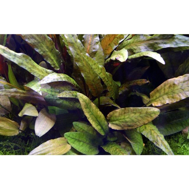 Cryptocoryne wendtii 'Tropica'