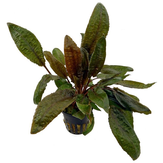 Cryptocoryne wendtii 'Tropica' - Topf